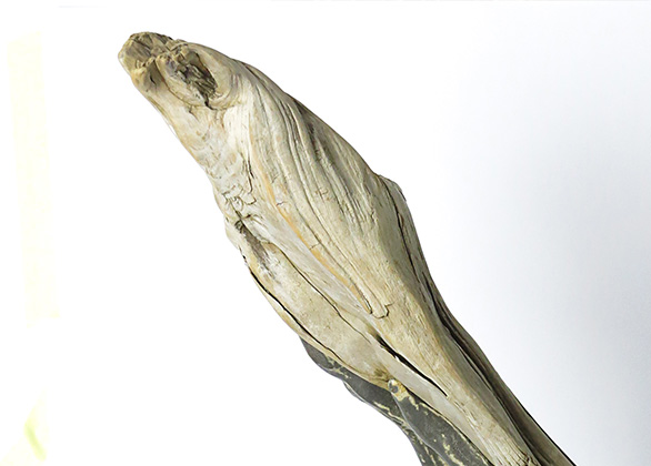 SHO_II_detail_1_586x420