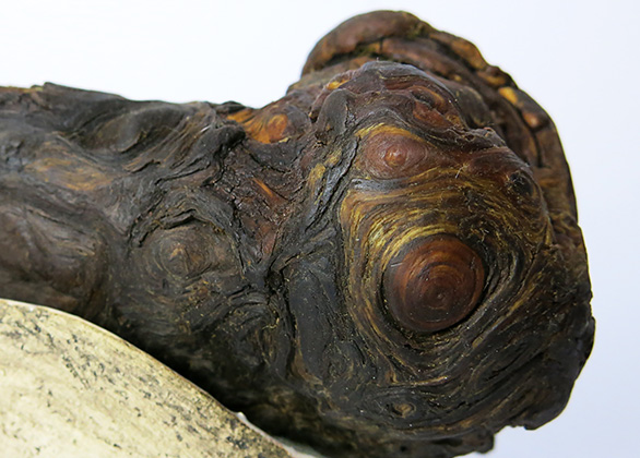 SHO_V_Detail2_586x420